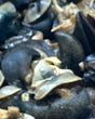 Super Jumbo Wild Caught Snails